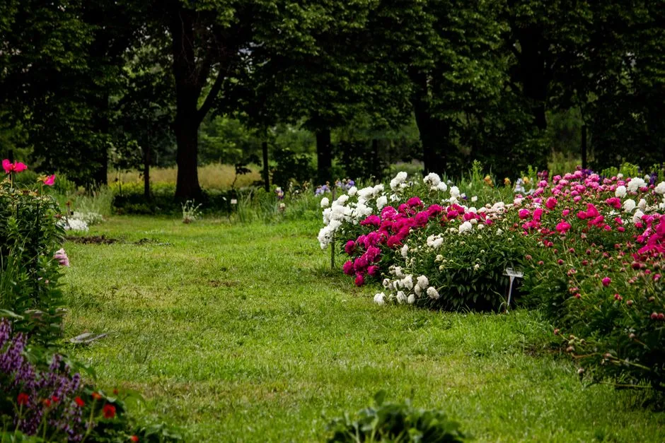 Ilustrační foto — zahrada