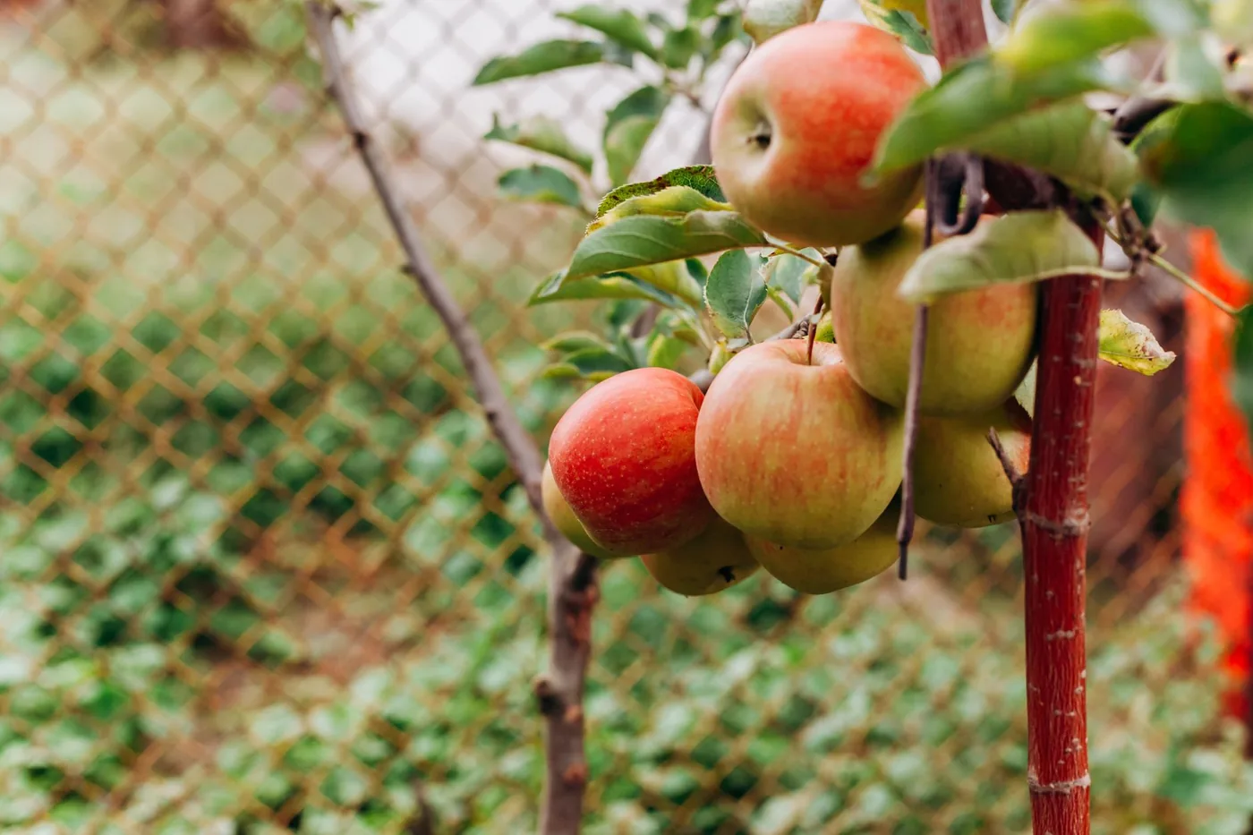 Jabloň s dozrávajícími plody u drátěného plotu