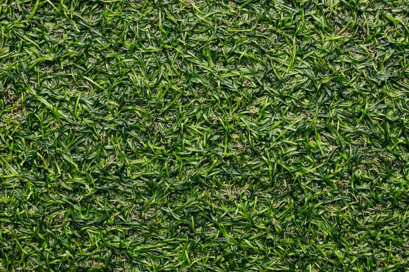 Detail hustého zeleného trávníku