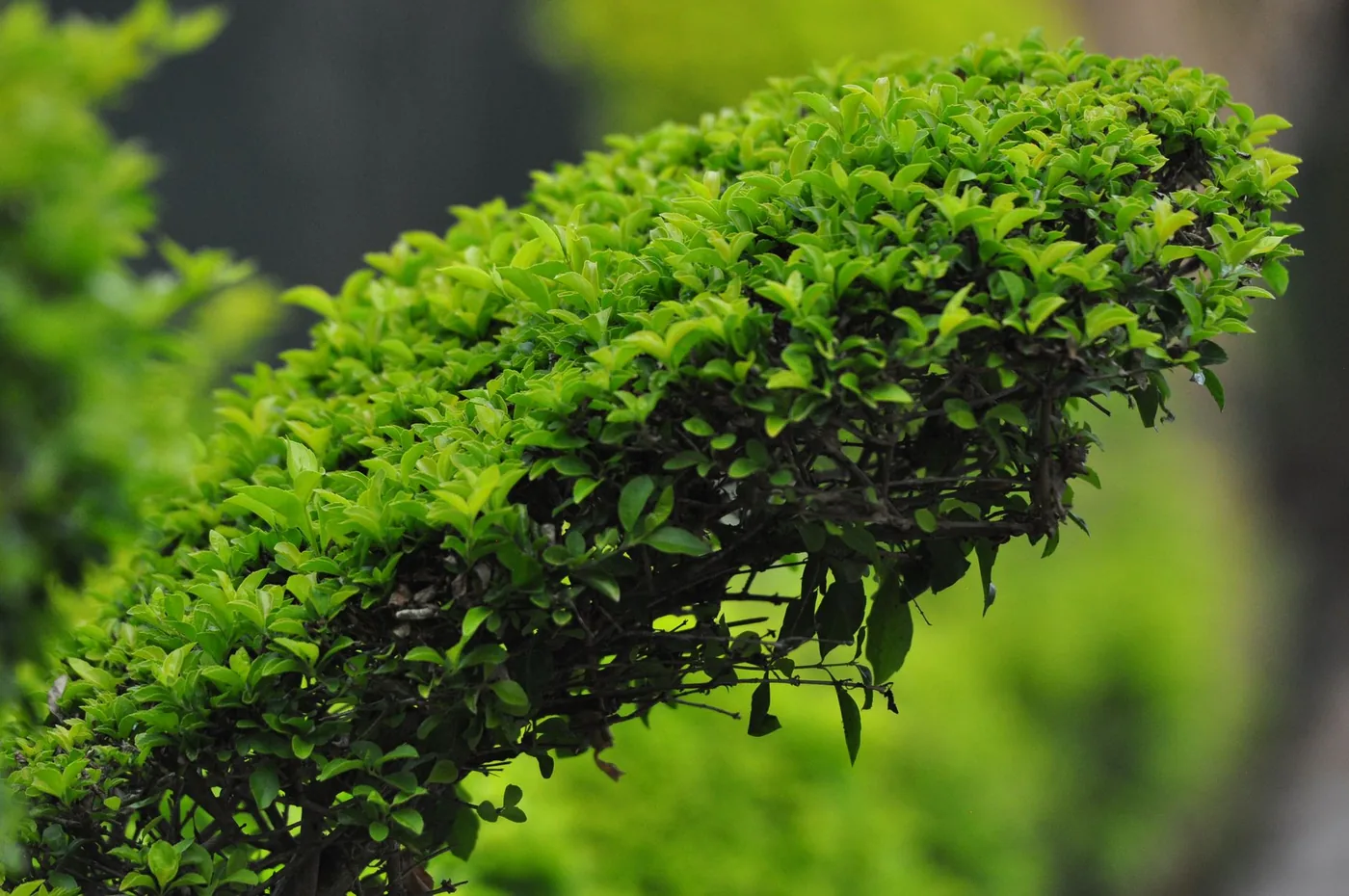 Detail hustého zeleného listí živého plotu